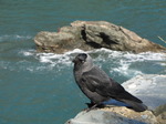 SX07517 Jackdaw (Corvus monedula) on edge of cliff.jpg
